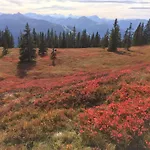 Апартаменты Kibach